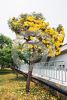 Golden yellow flower blossom tree blossom