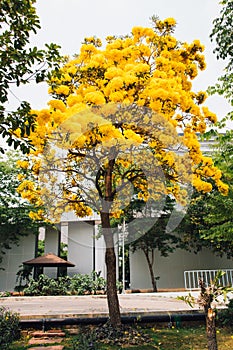 Golden yellow flower blossom tree blossom