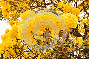 Golden yellow flower blossom tree blossom