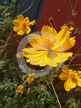 Golden yellow flower fluttering in the garden