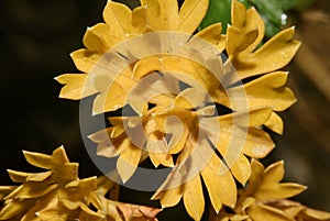 Golden yellow folios bunch, dried Parsley leaves