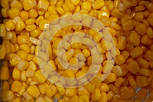 Golden yellow fresh corn kernels in a heap