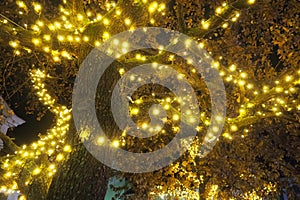 Golden yellow garlands are hung on the oak tree. Trunk and crown with dry oak leaves. Leaves sway in the wind