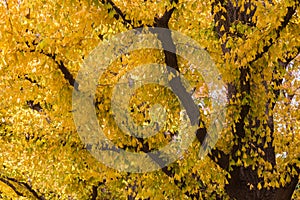 Golden yellow ginkgo trees during autumn season