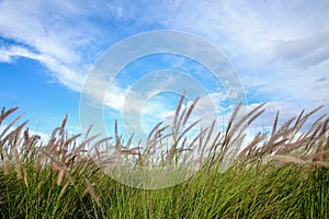 Golden yellow grass with a beautiful sky