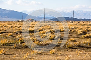 Golden yellow grass in the Mongolian steppe