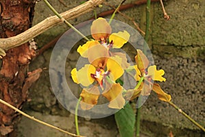 Golden yellow ground orchid