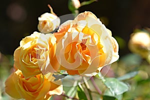Golden-yellow hued rose, 1.