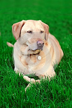 Golden Yellow Labrador Dog On Grass