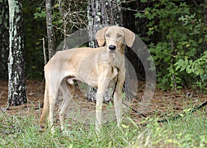 Golden Yellow Labrador Retriever Coonhound mixed breed dog