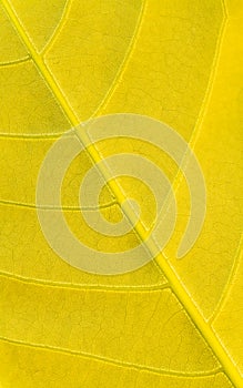 Golden yellow leaf texture pattern