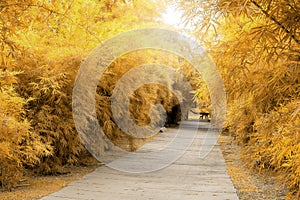 Golden and yellow leaves of bamboo trees and grey pattern pavement concrete walkway under sunshine