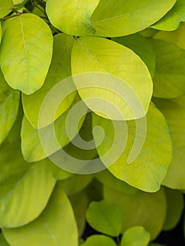 Golden yellow leaves by species of Dendrolobium umbellatum