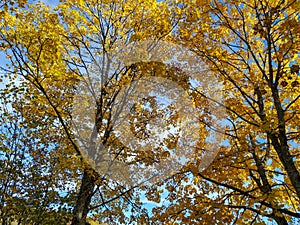 Golden yellow leaves on tree branches as a beautiful peaceful wallpaper during autumn fall season change, found in the wild forest