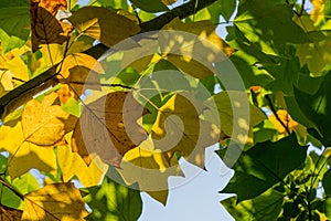 Golden and yellow leaves of Tulip tree Liriodendron tulipifera. Close-up autumn foliage of American or Tulip Poplar