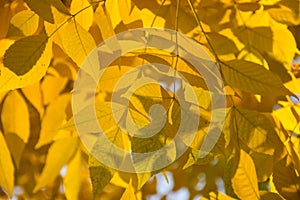 Golden Yellow Leaves Turning In Autumn