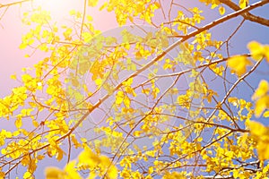 Golden, yellow leaves under sunbeams from the blue sky. Autumn background