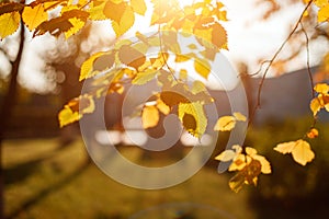 Golden, yellow leaves under sunbeams from the blue sky. Autumn background