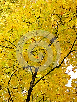 Golden Yellow Maple tree in Autumn color