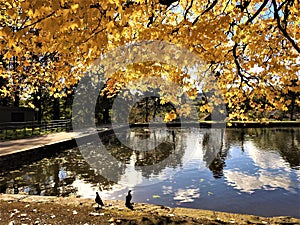 Golden yellow maple tree branches hanging over the park pond with sky reflection.