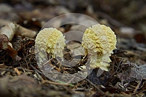 Golden Yellow Mushroom - Floccularia Straminea, Floccularia luteovirens - critically endangered