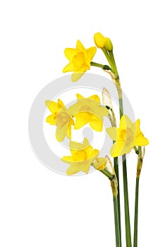 Golden yellow narcissus