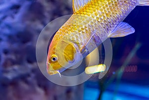 Golden yellow Ogon Koi carp Cyprinus rubrofuscus `koi` fancy fish swimming in aquarium. photo