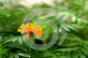 Golden Yellow Orange Colored Marigold Flower among Green Leaves - Natural Botany Background - Tagetes Erecta