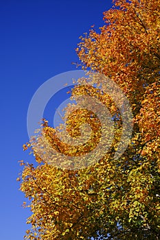 Golden Yellow Orange Fall Autumn Trees Branches Leaves Blue Sky