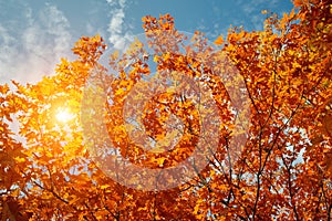 Golden, yellow and orange leaves under sunbeams from the blue sky. Autumn background