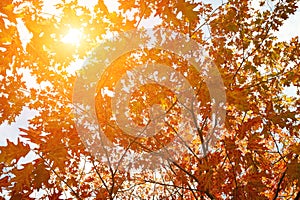 Golden, yellow and orange leaves under sunbeams from the blue sky. Autumn background