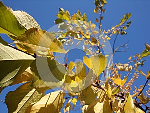 Golden, yellow and orange leaves under sunbeams from the blue sky.