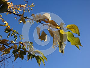 Golden, yellow and orange leaves under sunbeams from the blue sky.