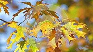 Golden, yellow and orange oak leaves sway in breeze on sunny autumn day