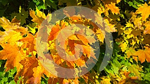 Golden, Yellow, orange, rusty and green maple leaves background. Autumn leaf color. Fall. Beauty in nature. Vibrant backdrop.