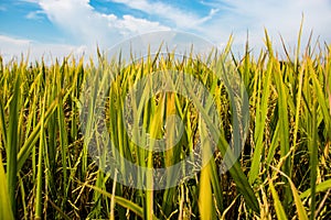 Golden yellow paddy field