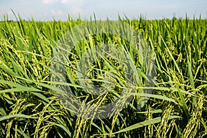 Golden yellow paddy field