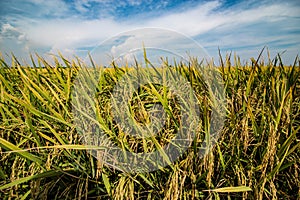 Golden yellow paddy field