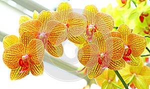 Golden yellow phalaenopsis orchids