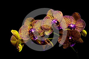 Golden yellow phalaenopsis orchids with black background