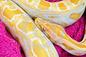 Golden yellow Python snake