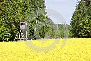 Golden yellow field