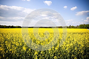 Golden yellow field