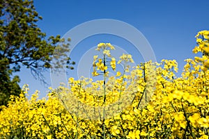 Golden yellow field