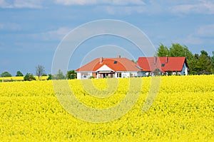 Golden yellow field