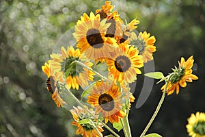 Golden-yellow rays sunflower