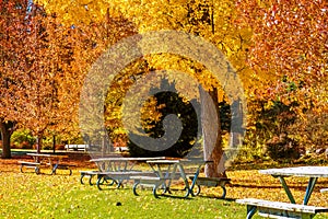 Golden Yellow and Red Fall Colored Trees, Picnic Tables