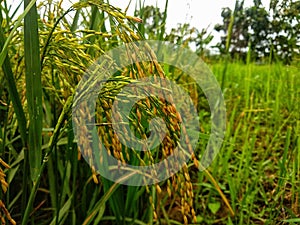 Golden yellow rice ready for harvest photo