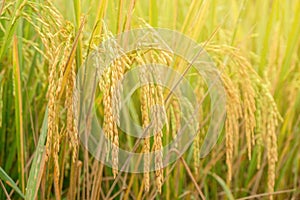 Golden Yellow Rice in the Rice Fields Early Morning, Ready for Harvesting