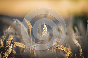 Golden yellow ripe ears of wheat or rye in a field at the end of summer on sunny day. Close up of ukrainian wheat. Agriculture